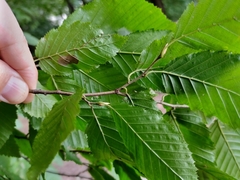 Carpinus betulus