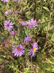 Symphyotrichum novae-angliae