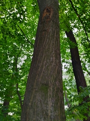Carpinus betulus