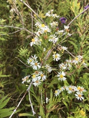Symphyotrichum lanceolatum