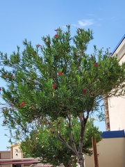 Nerium oleander