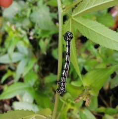 Acronyctodes mexicanaria