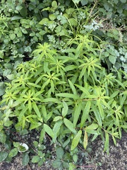 Chamaenerion angustifolium