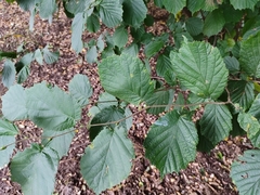 Corylus avellana
