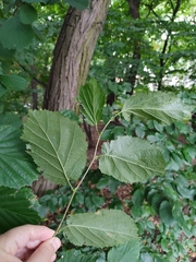 Corylus avellana