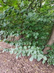 Corylus avellana
