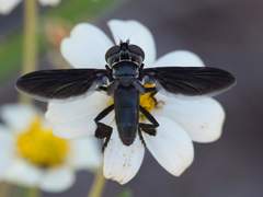 Trichopoda lanipes