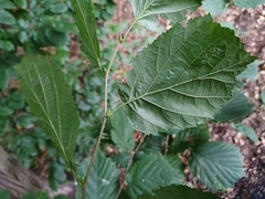 Corylus avellana