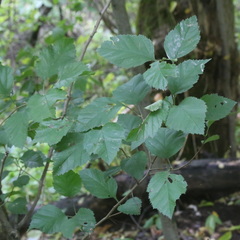 Crataegus submollis