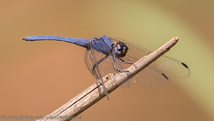 Trithemis