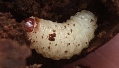 Curculionidae