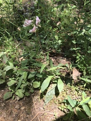 Penstemon laevigatus