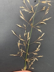 Agrostis canina