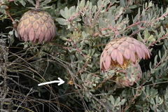 Protea sulphurea