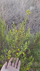 Dittrichia viscosa