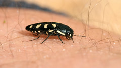 Buprestis octoguttata
