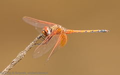 Trithemis imitata