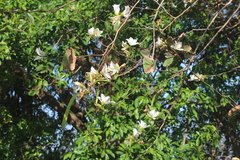 Bauhinia petersiana