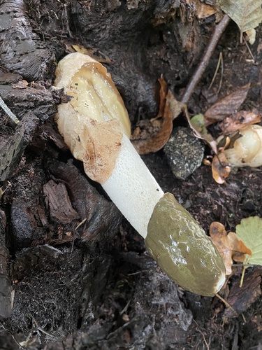 common stinkhorn (Phallus impudicus)