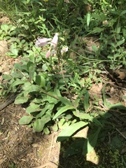 Penstemon laevigatus