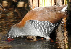 Rallus caerulescens