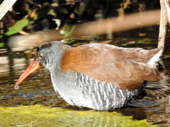 Rallus caerulescens