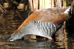 Rallus caerulescens