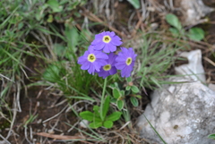 Primula pulchella
