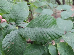 Ulmus laevis
