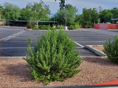 Buxus microphylla