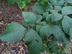 Ulmus laevis