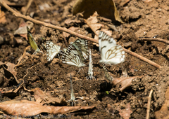 Belenois aurota aurota