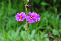 Primula poissonii