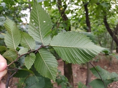 Ulmus laevis