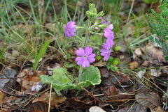 Primula malvacea