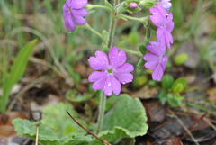 Primula malvacea