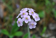 Androsace spinulifera