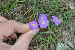 Primula pulchella