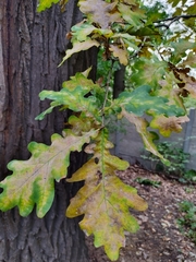 Quercus robur