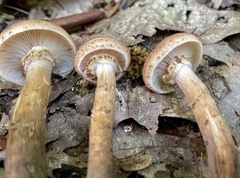 Armillaria gemina