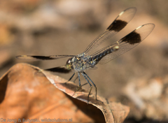 Brachythemis impartita