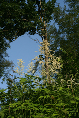 Aruncus sylvester sylvester