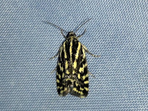 morička pupencová (Acontia trabealis)