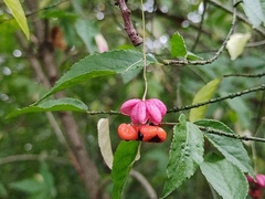 Euonymus verrucosus