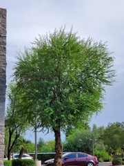 Ulmus parvifolia
