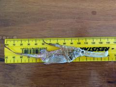 Solenostomus cyanopterus