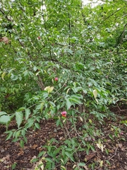 Euonymus verrucosus