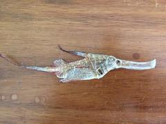 Solenostomus cyanopterus