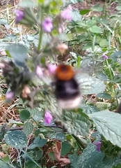 Bombus hypnorum