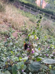 Bombus hypnorum